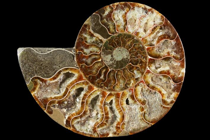 Agatized Ammonite Fossil (Half) - Crystal Chambers #115328
